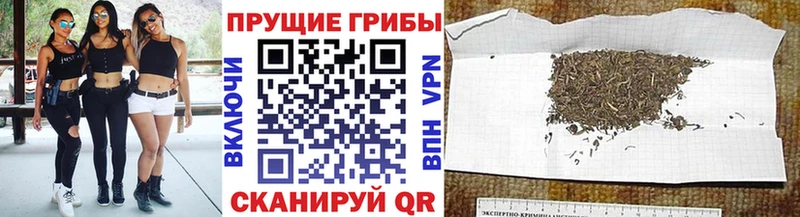 Купить где  Городец  Галлюциногенные грибы GOLDEN TEACHER 